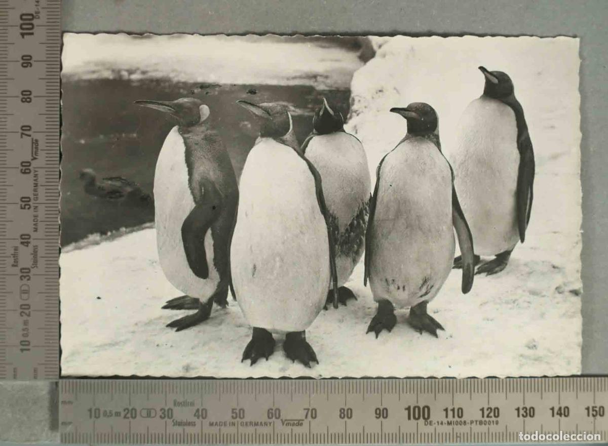 Postales: POSTAL. Antwerpen &laquo;ZOO&raquo; Anvers KONINGSPINGUINS