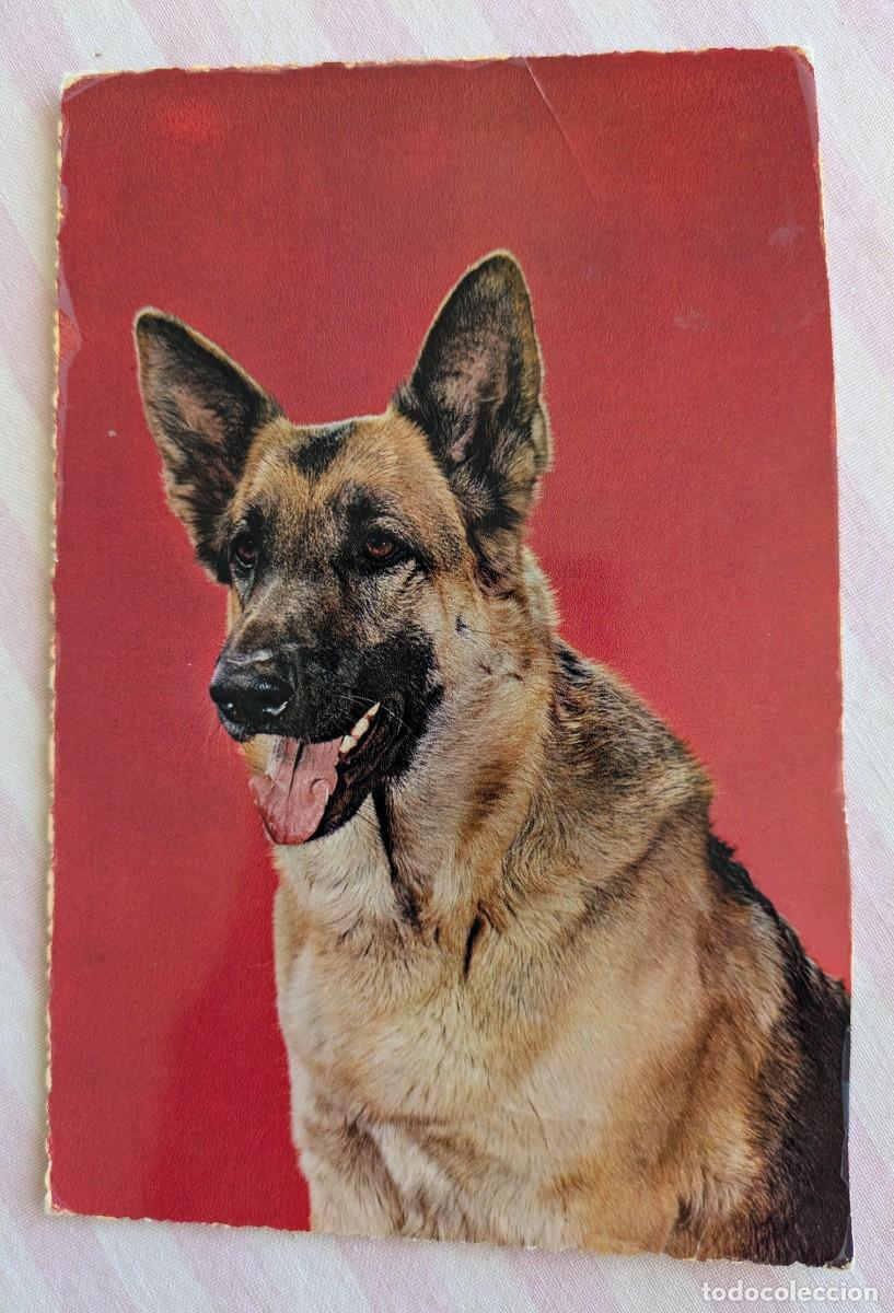 Postales: Bonita postal Perro pastor aleman. Finales a&ntilde;os 60