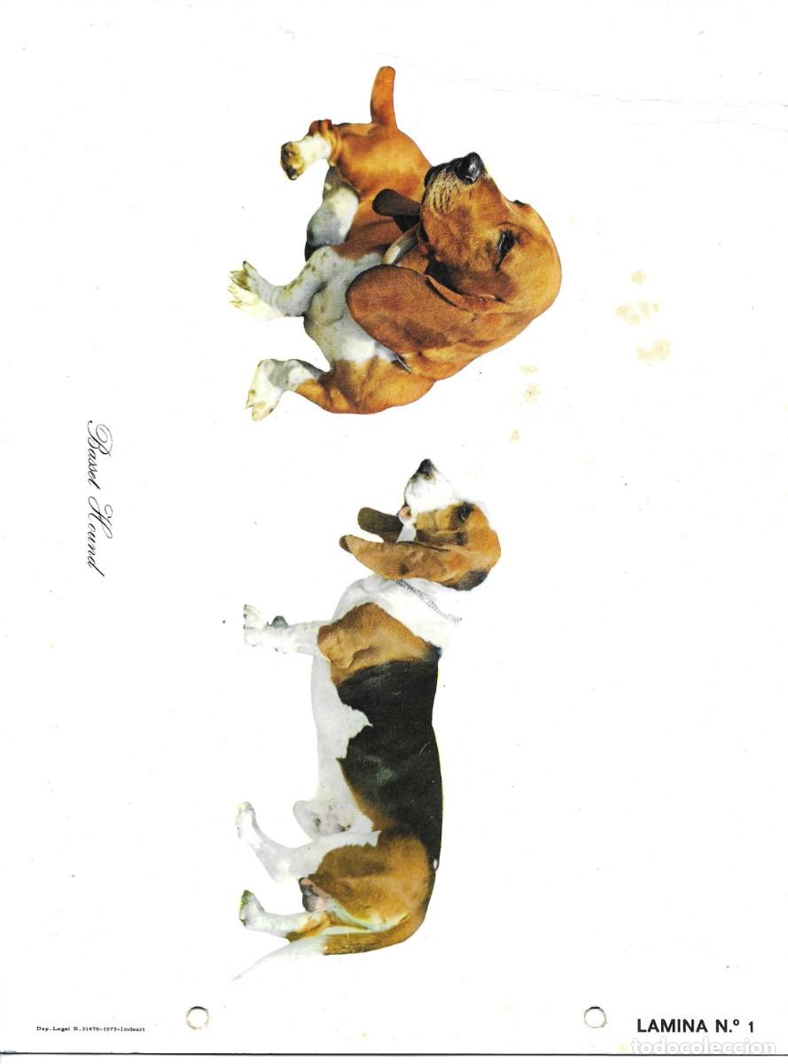 Postales: Perros de Caza. Basset Hund. L&aacute;mina No. 1 . Publicidad de CefaaloKan. 1970s. 18 x 25 cms.