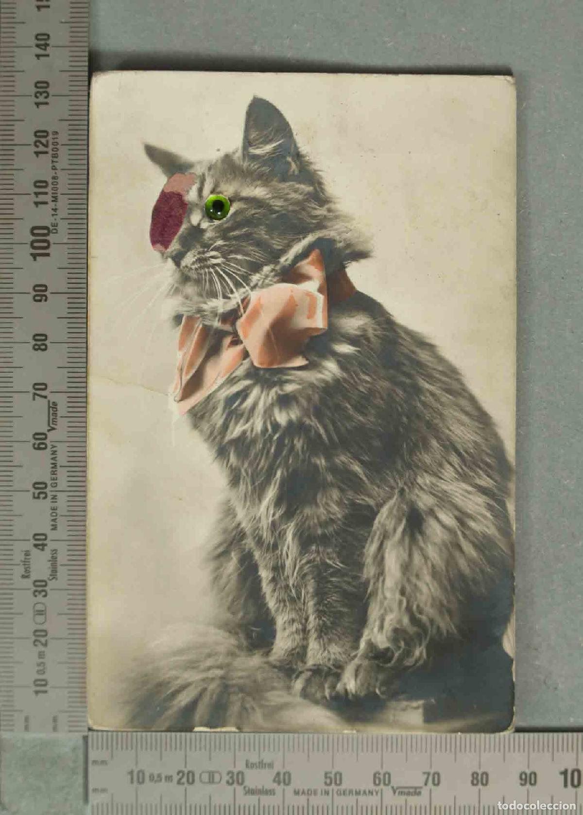 Postales: POSTAL. GATO OJOS VERDES