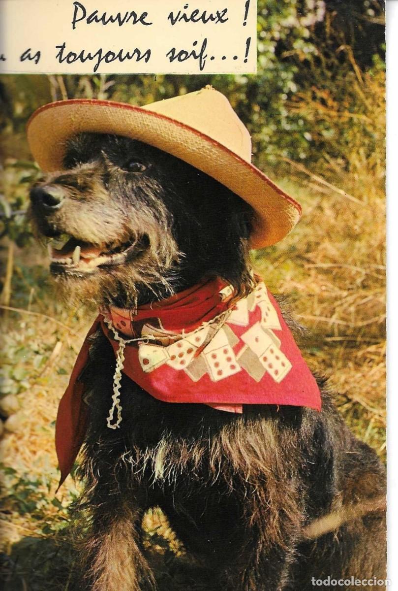 Postales: Perro c&oacute;mico. Postal fotogr&aacute;fica Francesa 1970s. Texto en Franc&eacute;s