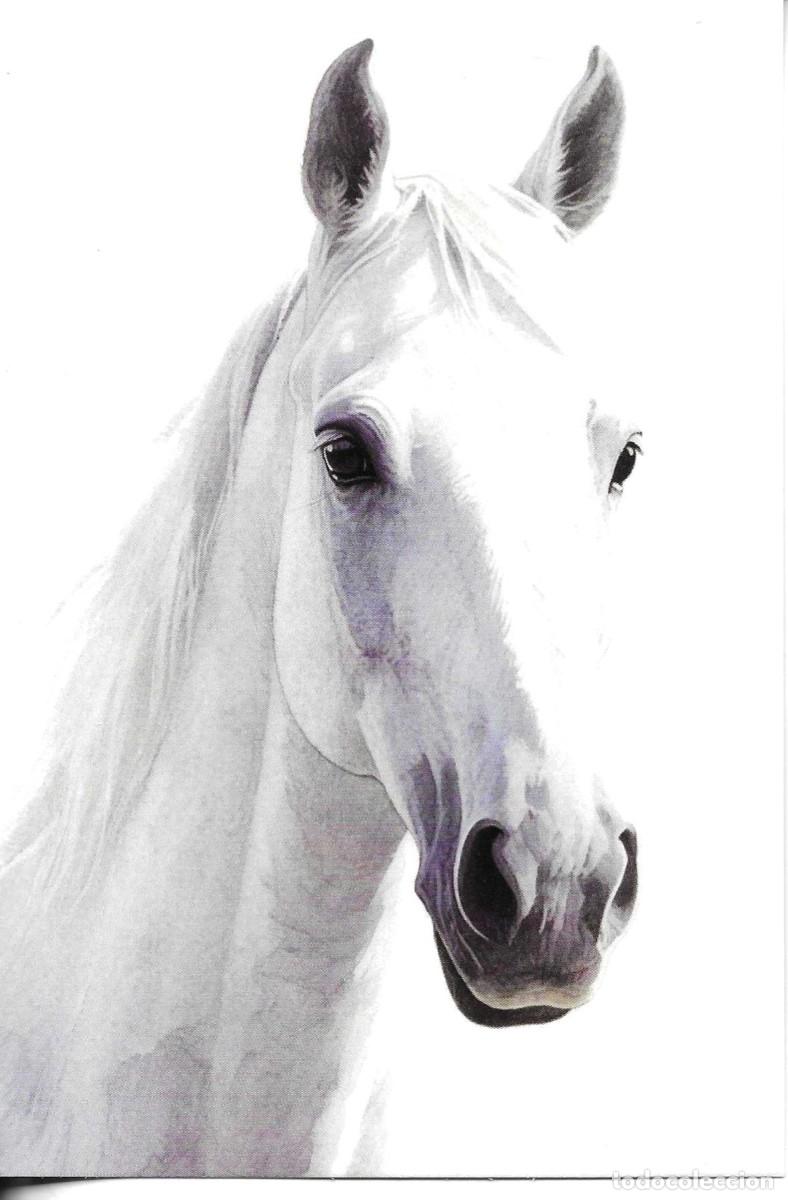 Postales: Cabeza de caballo. Moderna postal ilustrada. 10 x 15 cms. Hecha en China