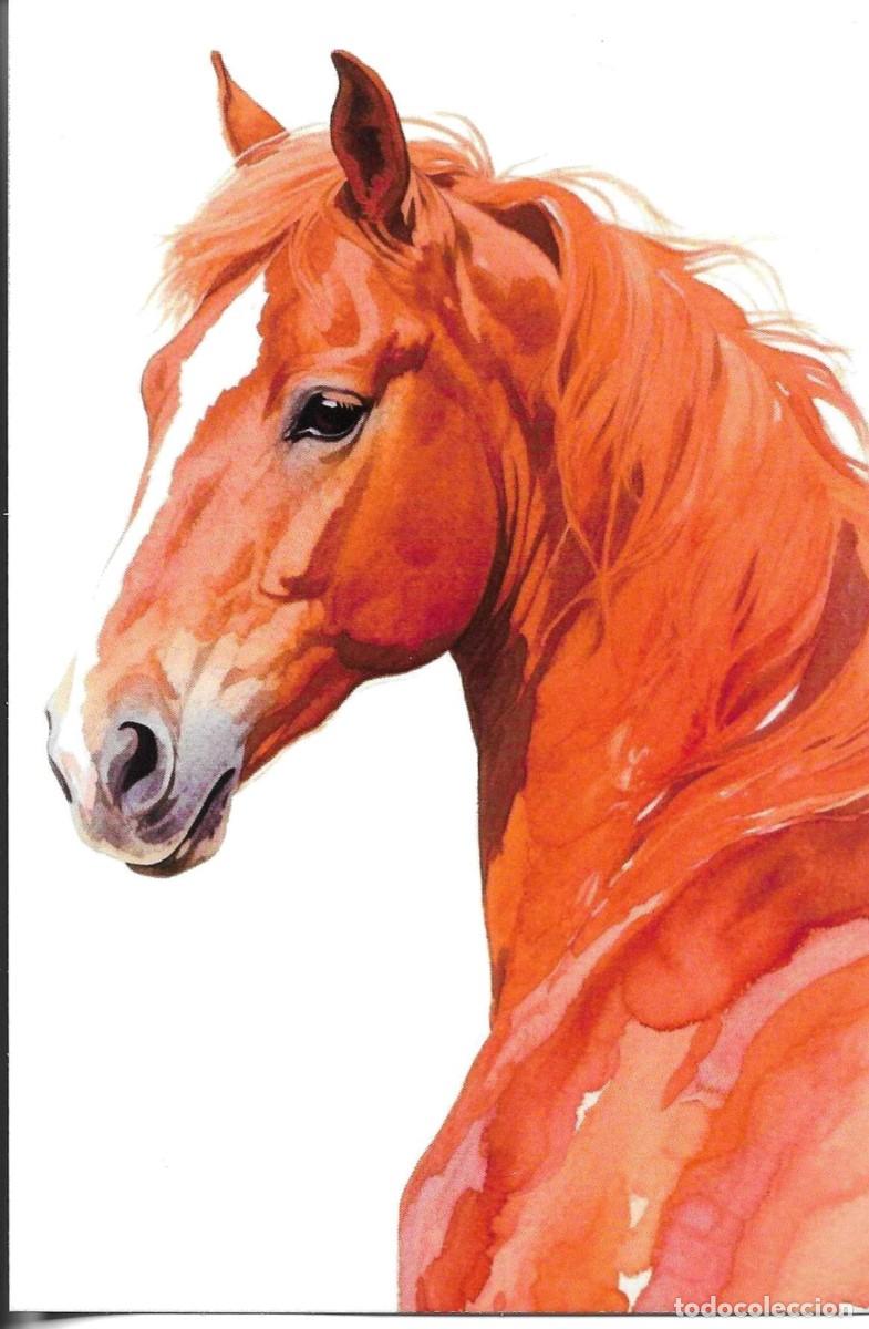 Postales: Cabeza de caballo. Moderna postal ilustrada. 10 x 15 cms. Hecha en China