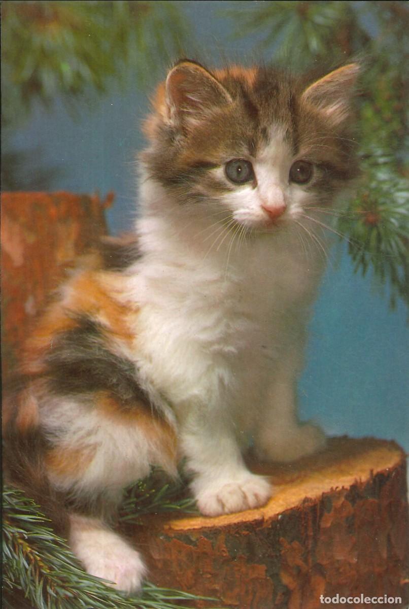 Postales: POSTALES - VARIADAS - FAUNA Y FLORA - GATOS - FELINOS