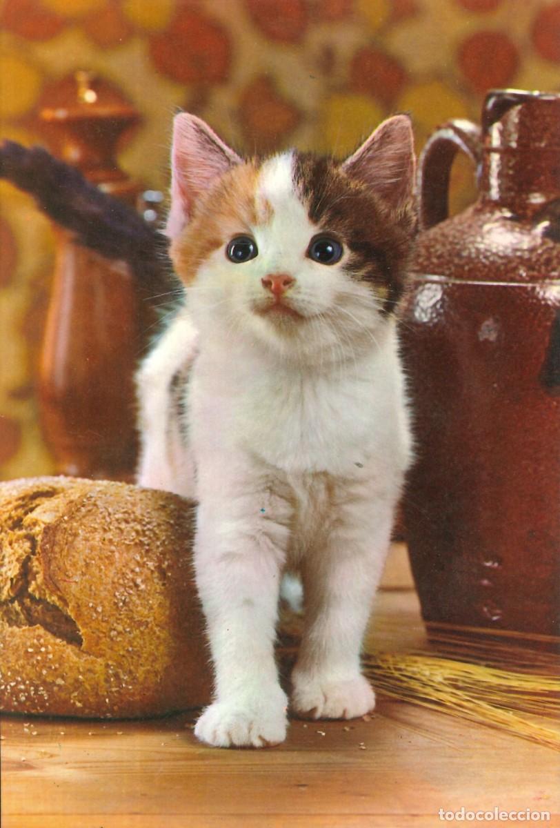 Postales: POSTALES - VARIADAS - FAUNA Y FLORA - GATOS - FELINOS
