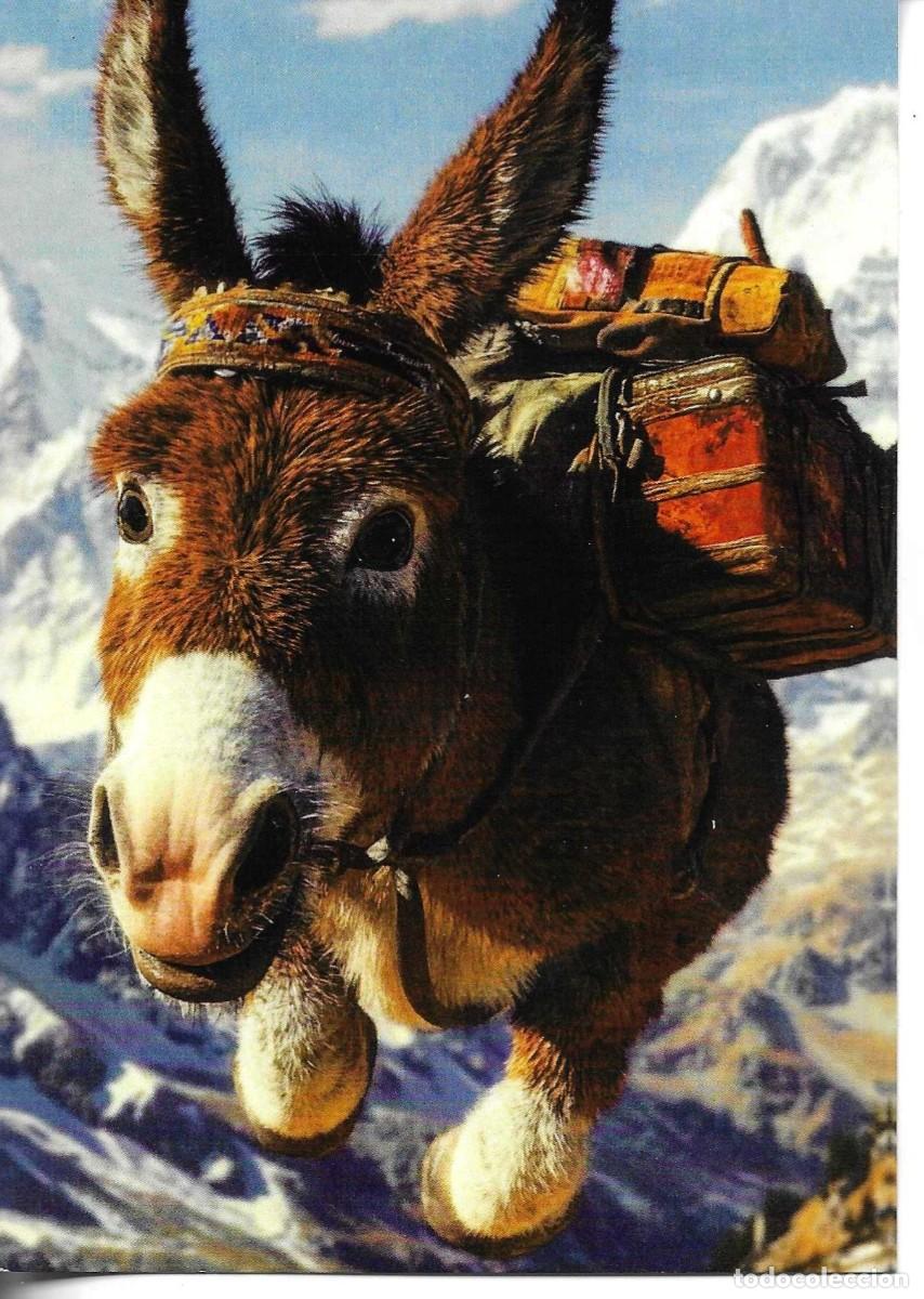 Postales: Burro con carga de maletas. Moderna foto postal. 10 x 15 cms. Hecha en China
