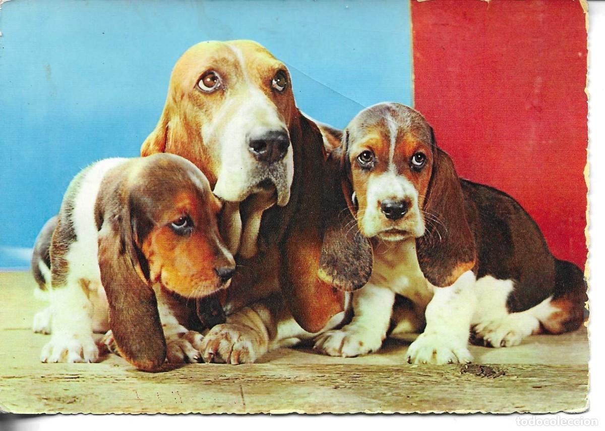 Postales: Tres perros. Postal fotogr&agrave;fica Italiana, CECAMI. 1960s. 10 x 15 cms.