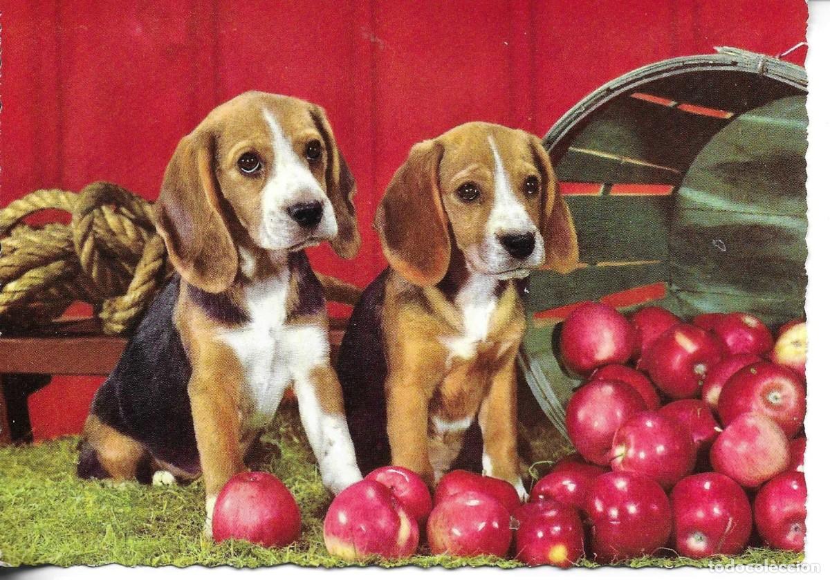 Postales: Perros y manzanas. Postal fotogr&agrave;fica Italiana, 1960s. 10 x 15 cms.