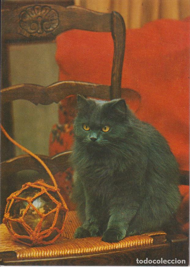 Postales: EL GATO, GUARDIAN DE LA CASA - COLECCION PERLA N&ordm;431/1 - S/C