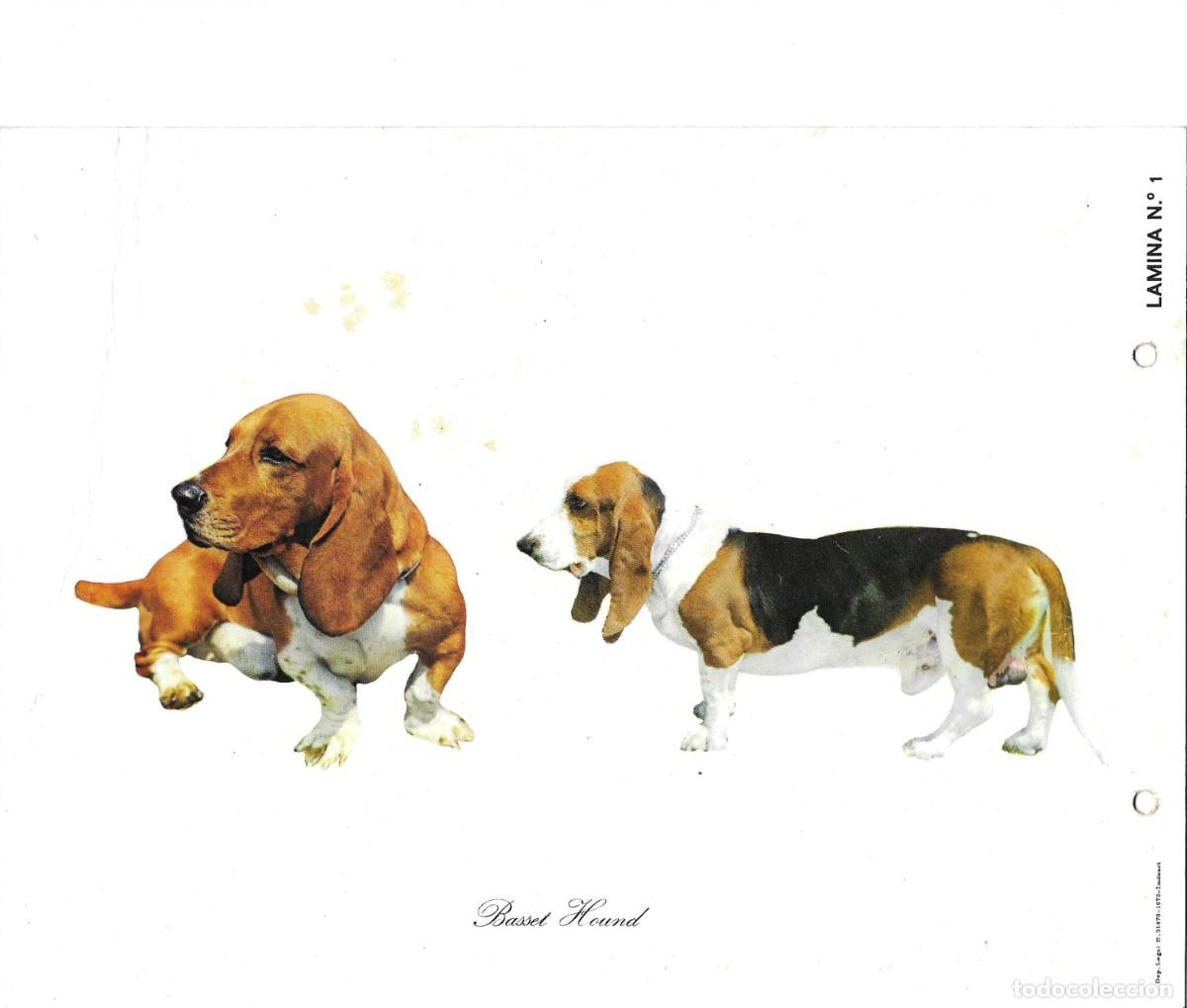 Cartoline: Perros de Caza. Basset Hund. L&aacute;mina No. 1 . Publicidad de CefaloKan. 1970s. 18 x 25 cms.