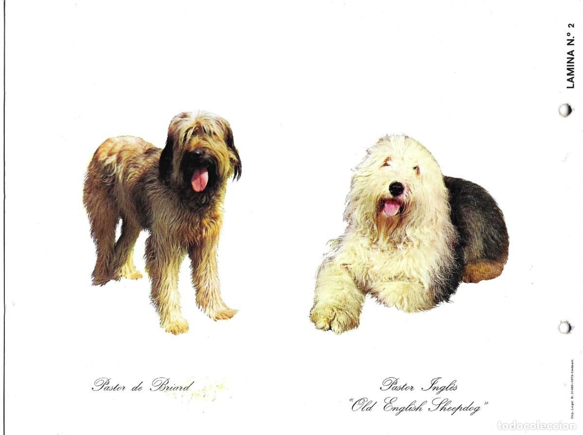 Postales: Perros Pastor de Briard y Pastor Ingl&eacute;s. L&aacute;mina No. 2. Publicidad de CefaloKan. 1970s. 18 x 25 cm.