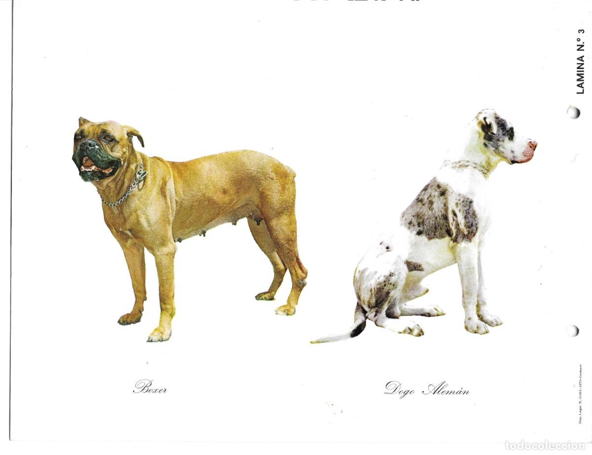 Postales: Perros Boxer y Dogo Alem&aacute;n. L&aacute;mina No. 3. Publicidad de CefaloKan. 1970s. 18 x 25 cm.