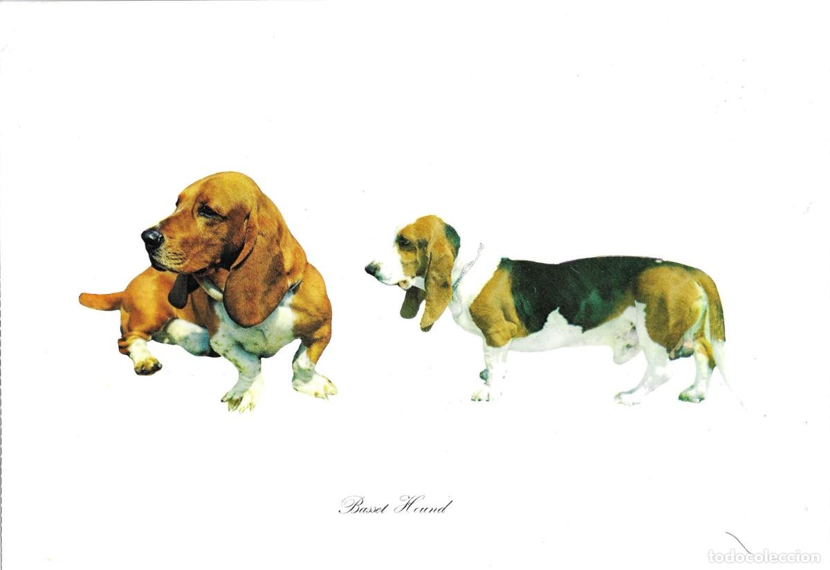 Postales: Perros Basset Hund. L&aacute;mina No. 1. Publicidad de CefaloKan. 1970s. 19 x 27 cm.