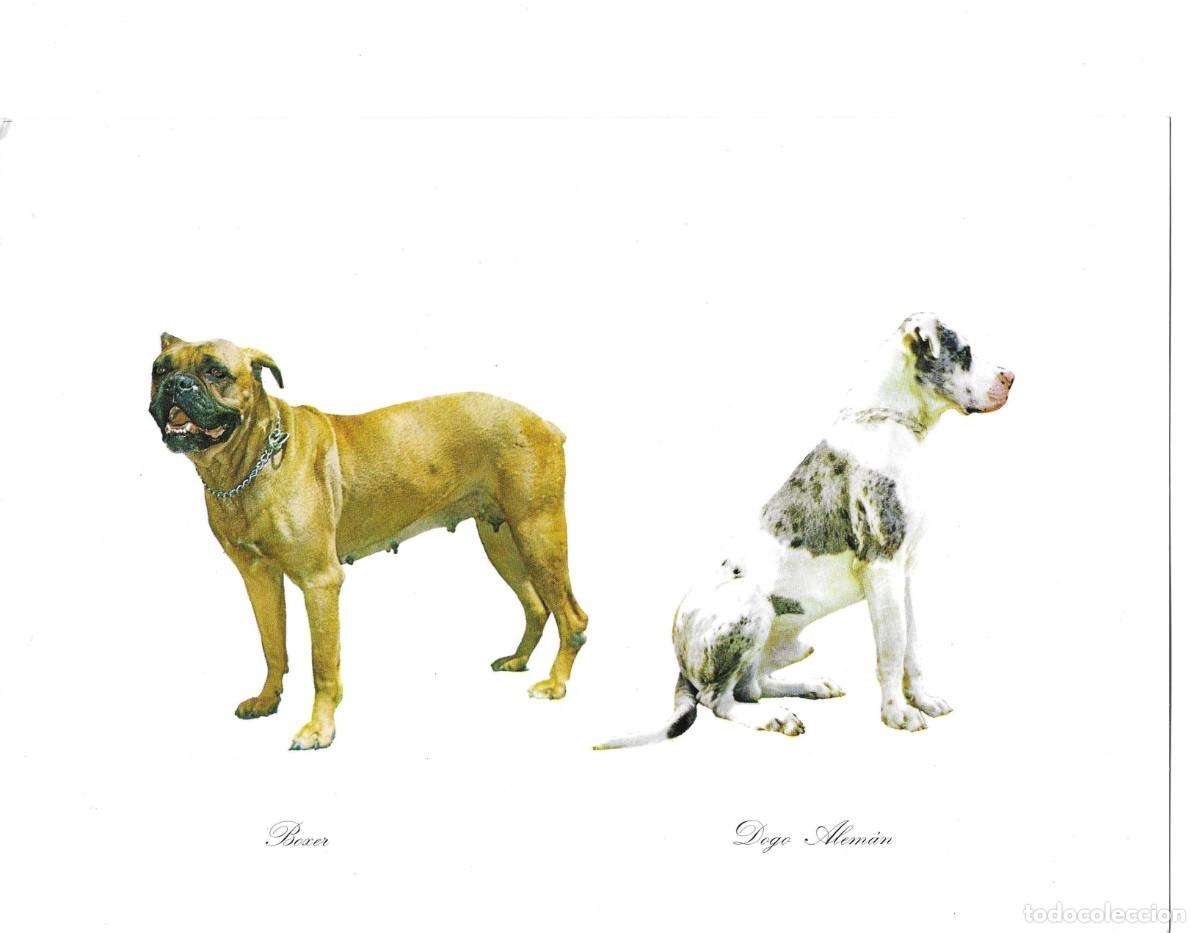 Postales: Perros B0xer y Dogo Alem&aacute;n. L&aacute;mina No. 2. Publicidad de CefaloKan. 1970s. 19 x 27 cm.