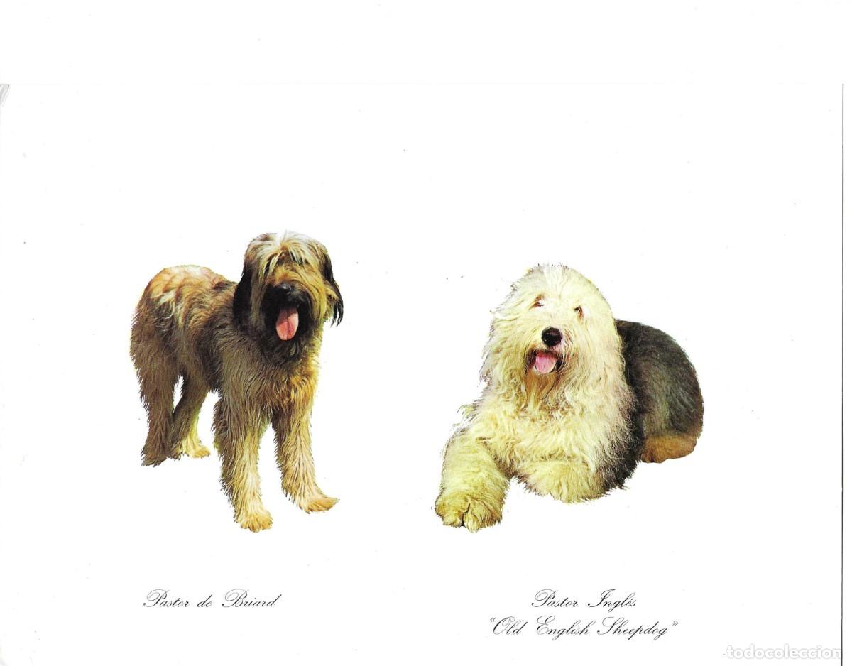 Postales: Perros Pastor de Briard y Pastor Ingl&eacute;s. L&aacute;mina No. 2. Publicidad de CefaloKan. 1970s. 19 x 27 cm.