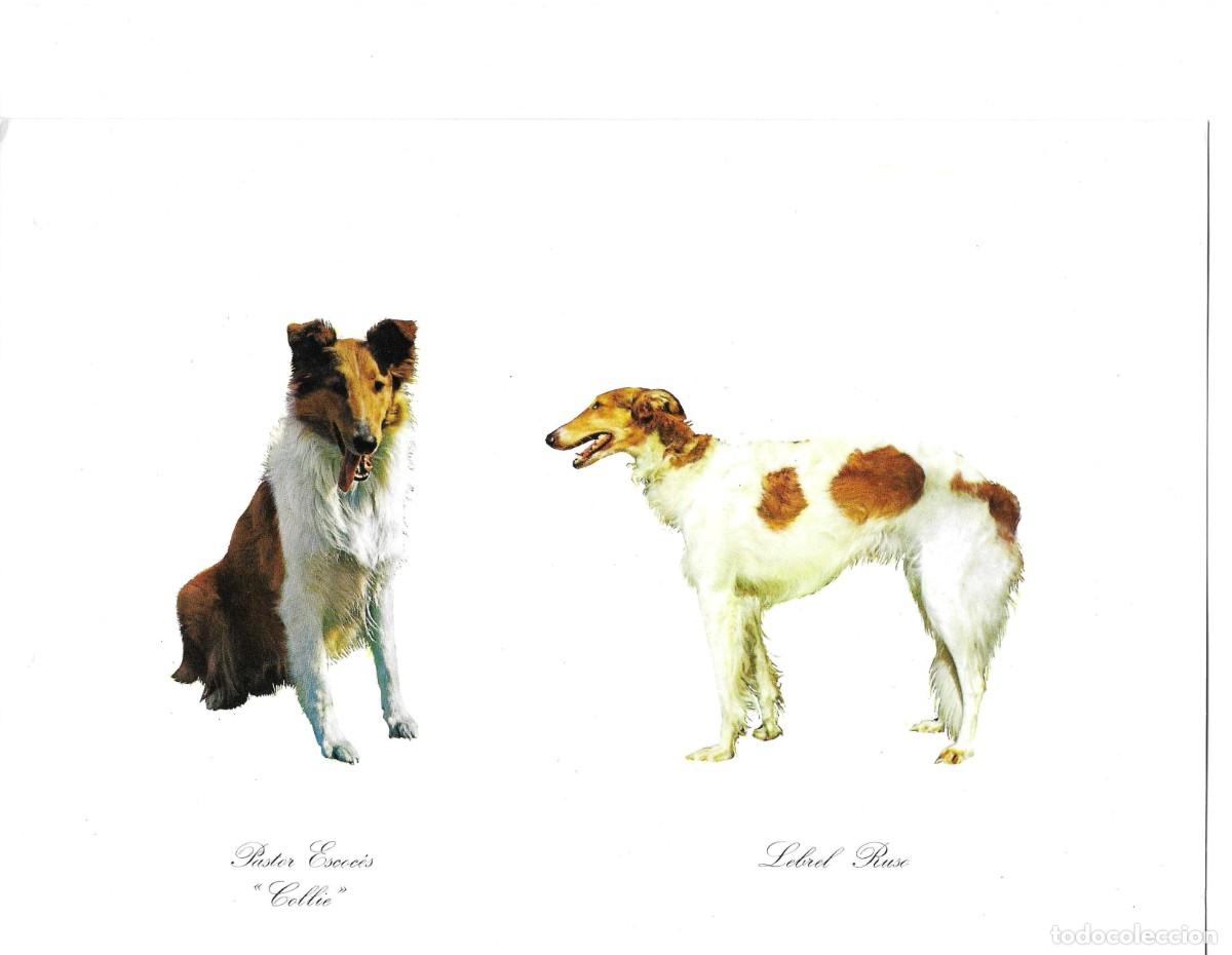 Postales: Perros. Pastor Escoc&eacute;s y Lebrel Ruso. L&aacute;mina No. 4. Publicidad de CefaloKan. 1970s. 19 x 27 cm.