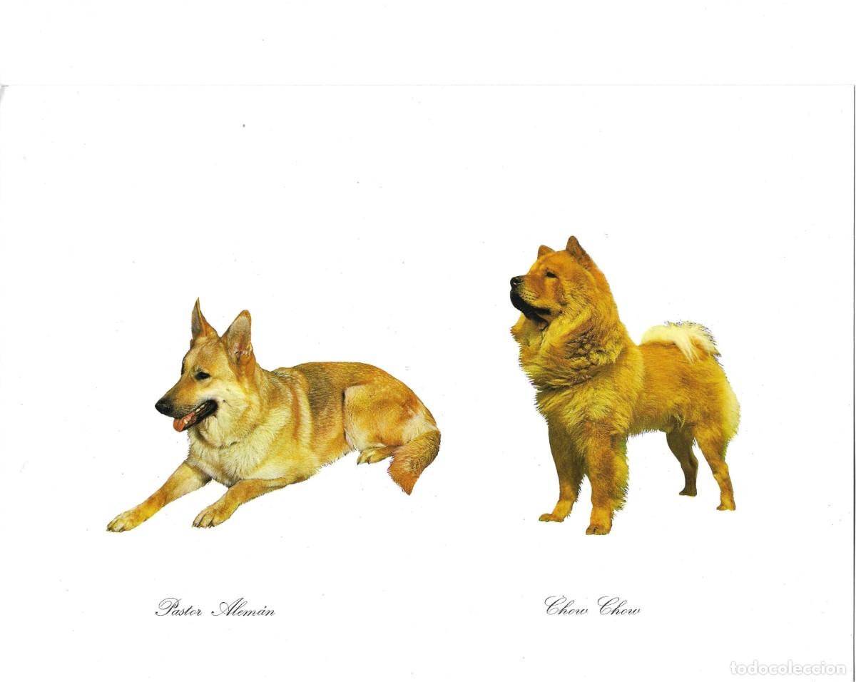 Postales: Perros. Pastor Alem&aacute;n y Chow Chow. L&aacute;mina No. 5. Publicidad de CefaloKan. 1970s. 19 x 27 cm.