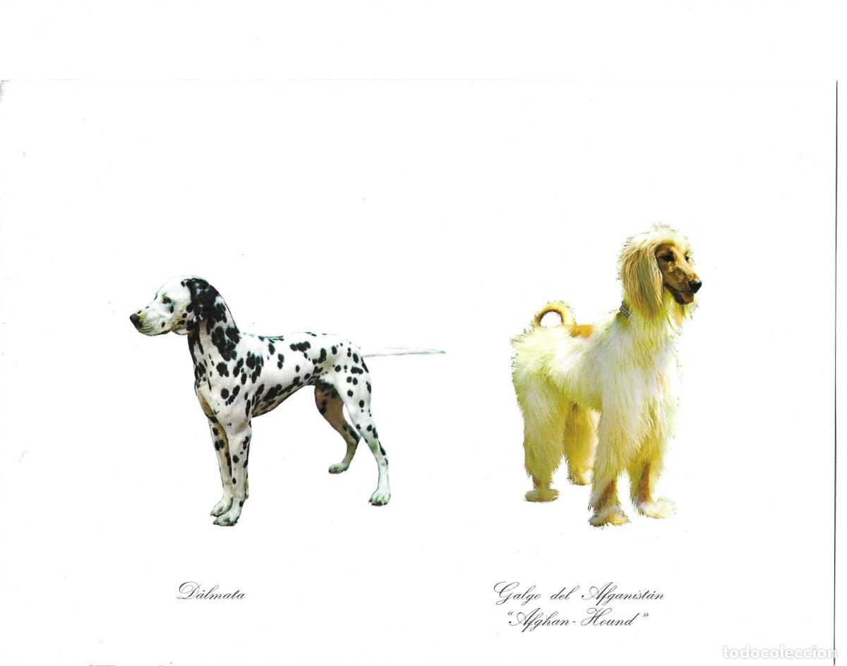 Postales: Perros. D&aacute;lmata y Galgo del Afganist&aacute;n. L&aacute;mina No. 6. Publicidad de CefaloKan. 1970s. 19 x 27 cm.