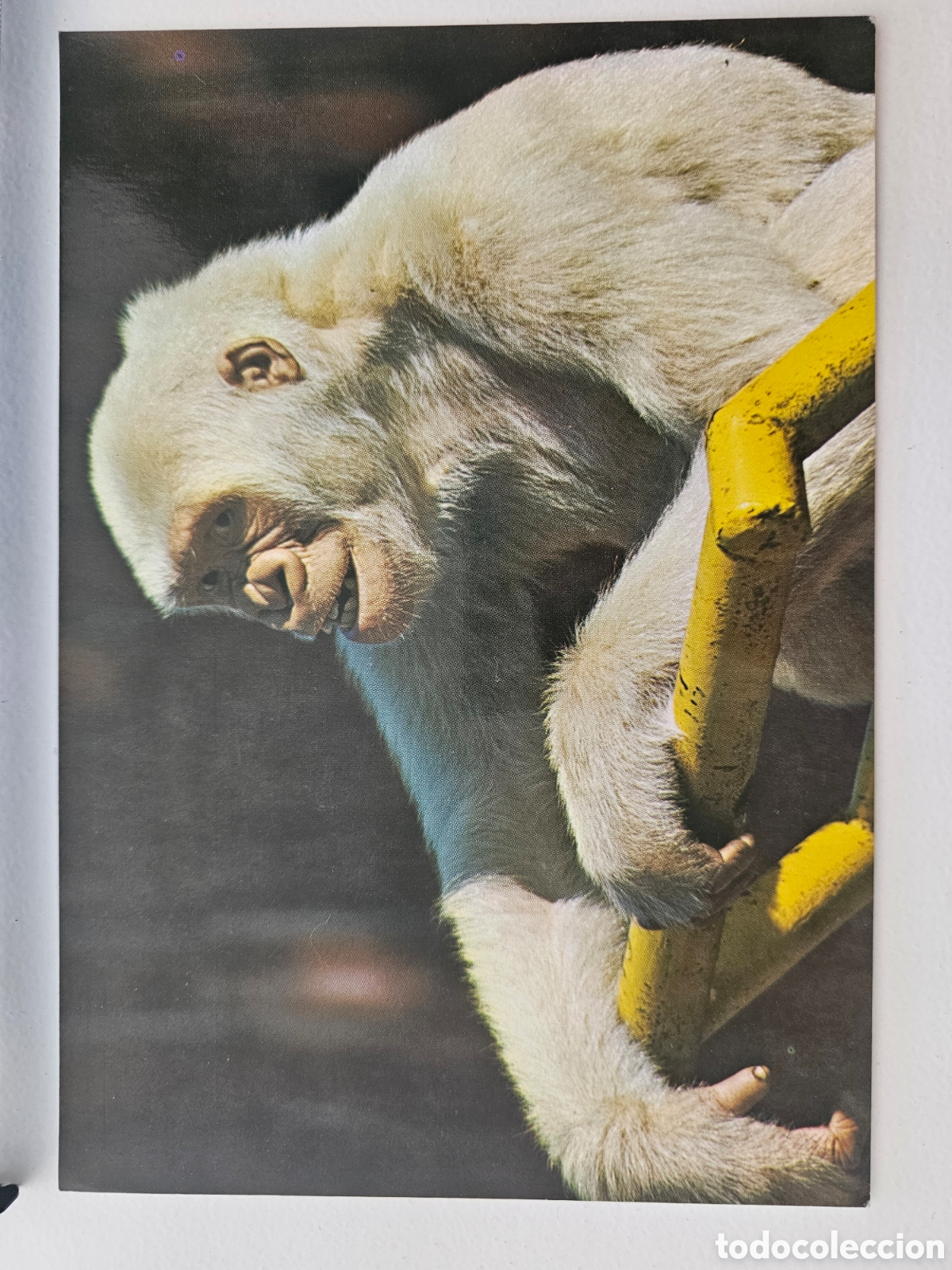 Postales: Postal de gran tama&ntilde;o de copito de Nieve, n&deg; 501 Gorila blanco 1974. Zerkowitz