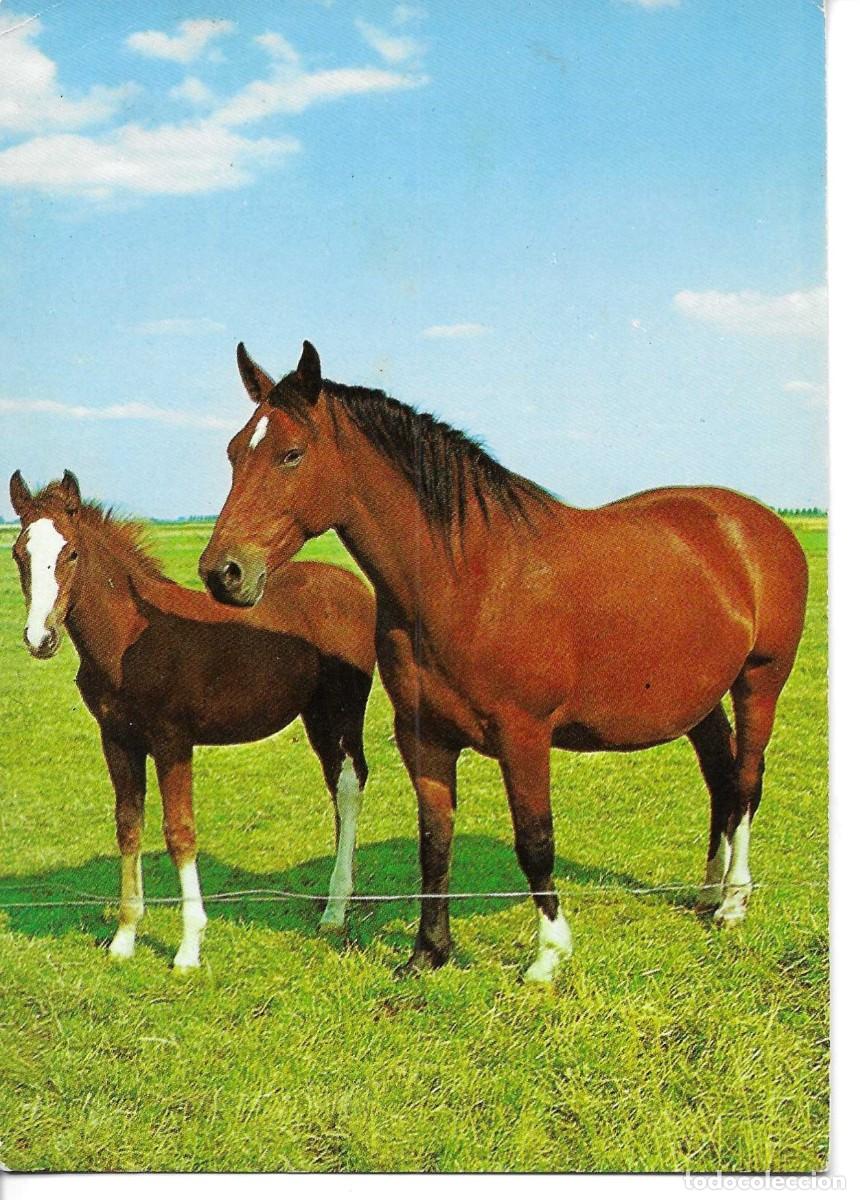 Postales: Postal fotofgr&aacute;fica Alemana de dos caballos. 1970s..