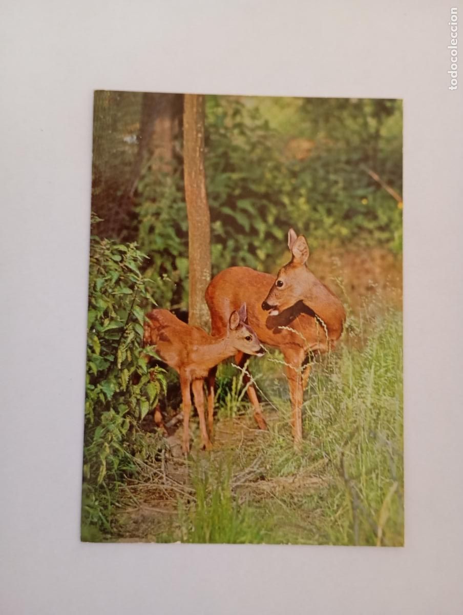 Postales: POSTAL CERVATILLOS. TDKP29L