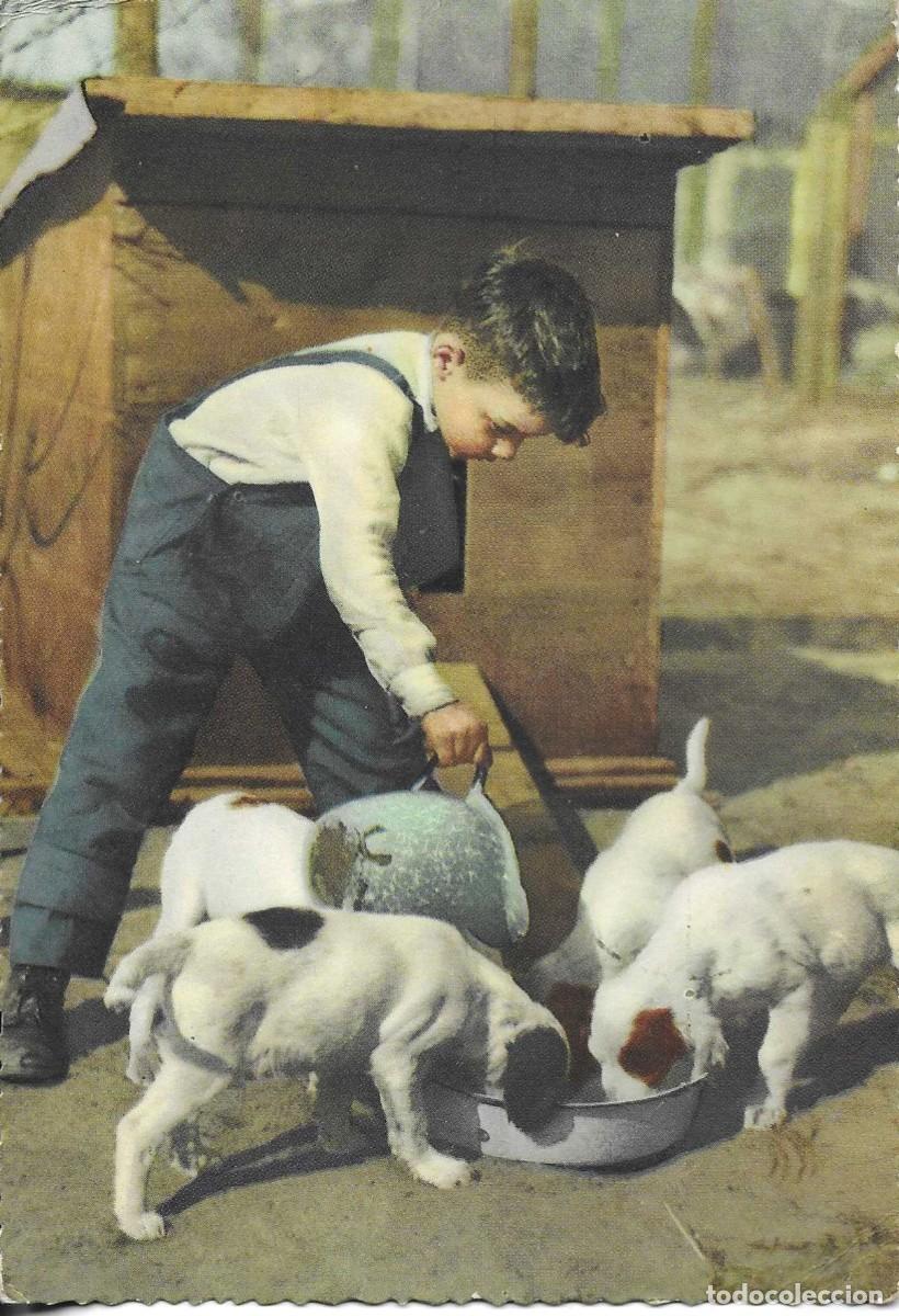 Postales: Postal de ni&ntilde;o alimentando sus pefrros. Fotogr&aacute;fica 1950s