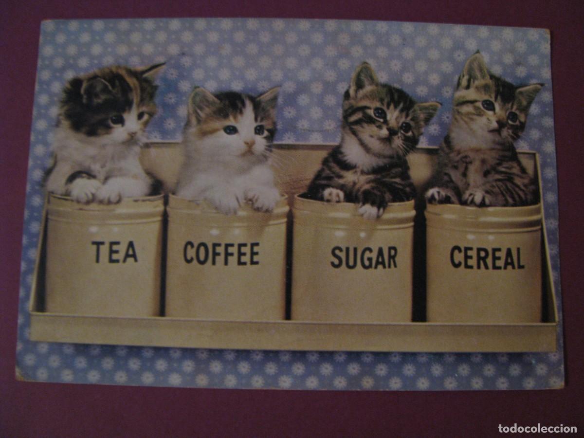 Postales: POSTAL DE GATOS. ED. T.P.C. INGLATERRA. CIRCULADA 1961