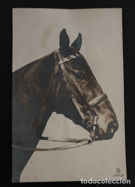 Postales: ANTIGUA POSTAL SUIZA, CABALLO, 5&ordf;