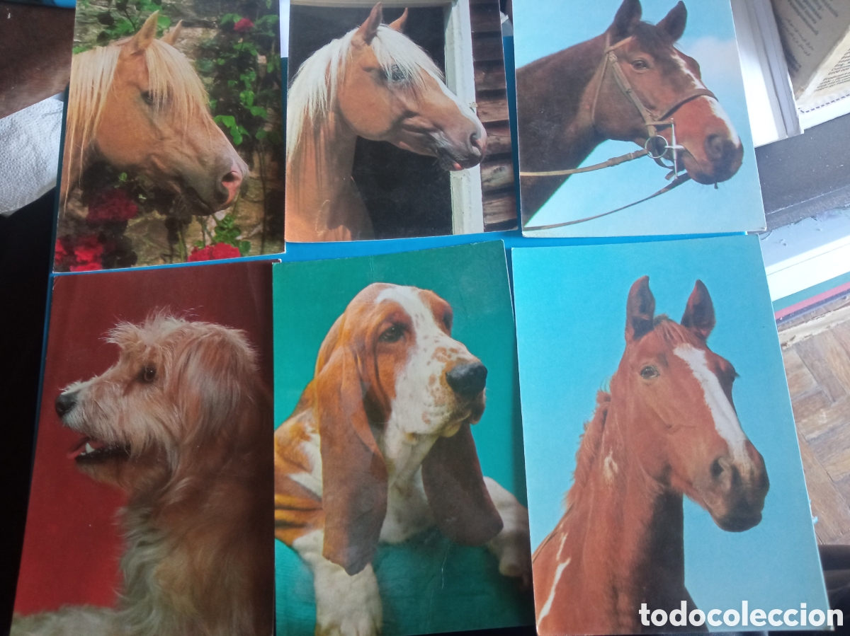Postales: 6 antiguas postales fotogr&aacute;ficas de animales