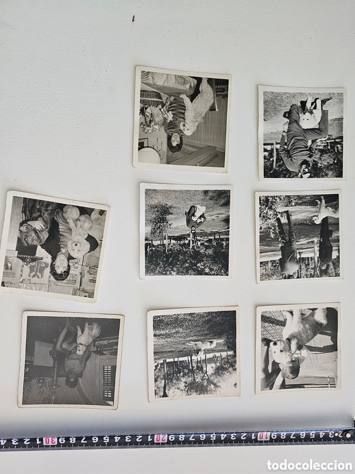 Postales: 8 fotograf&iacute;as de Perros de los a&ntilde;os 1960s 1970s
