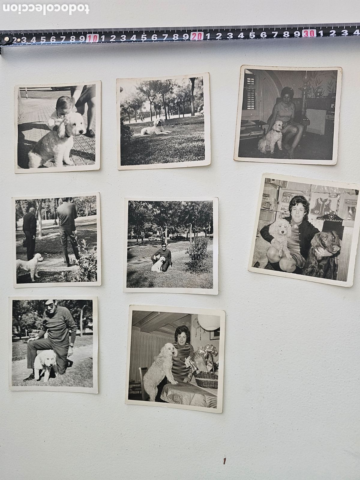 Postales: 8 fotograf&iacute;as de Perros de los a&ntilde;os 1960s 1970s