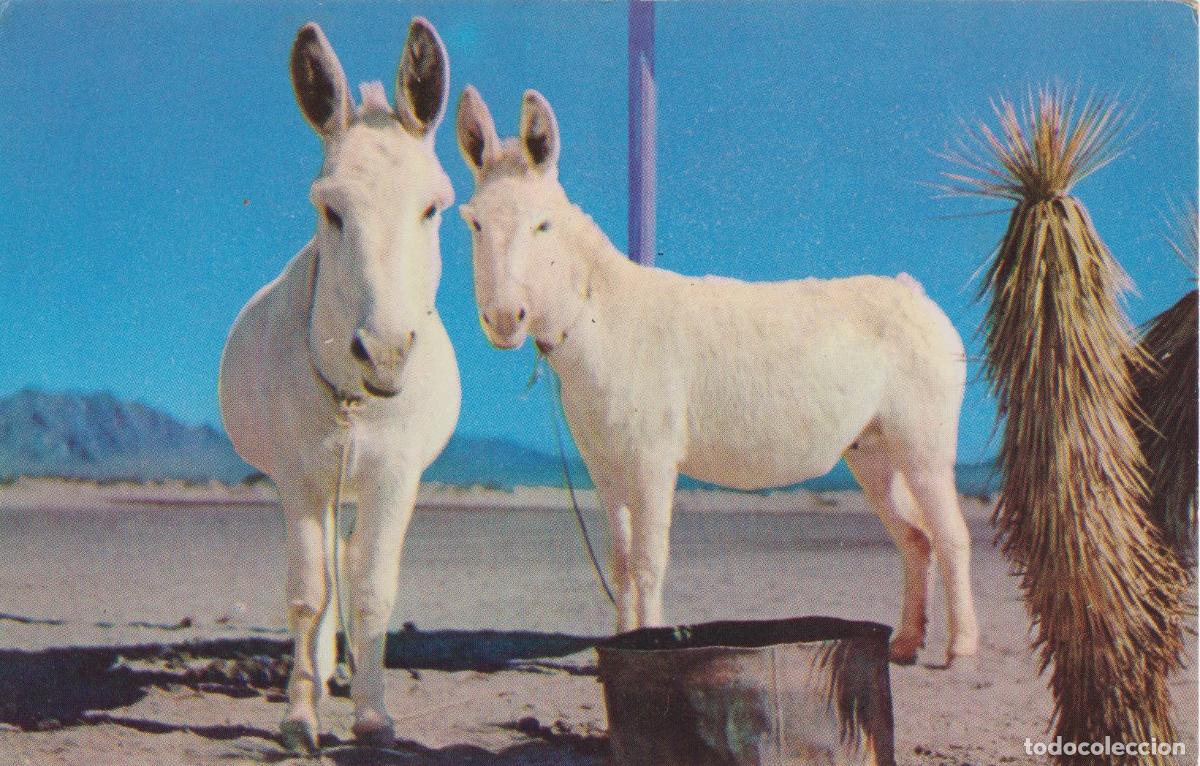 Postales: POSTAL SALUDOS DESDE LOS AMPLIOS ESPACIOS ABIERTOS, BURROS - NATURAL COLOR CARD K275 &ndash; S/C
