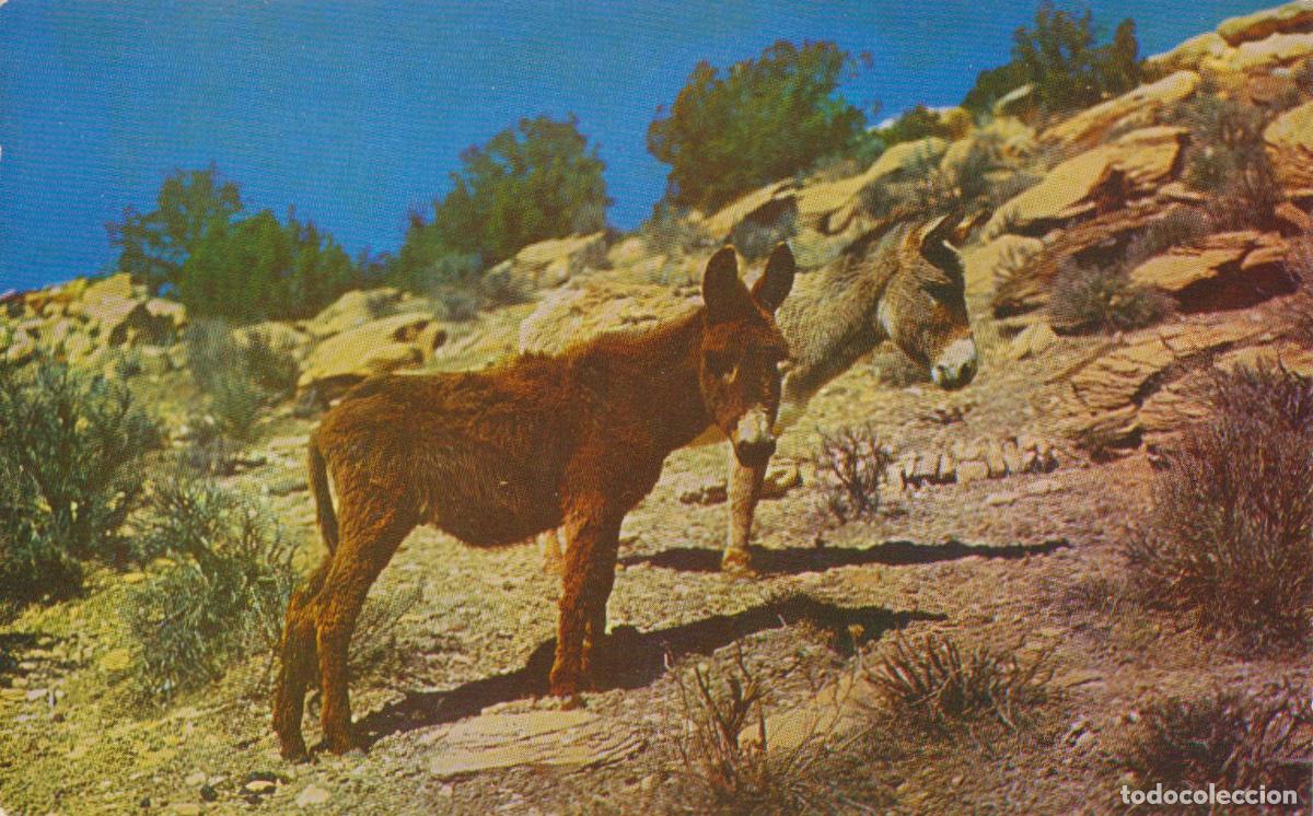 Postales: POSTAL CORAZONES DEL DESIERTO, LOS PEQUE&Ntilde;OS BURROS - NATURAL COLOR CARD C981 &ndash; S/C