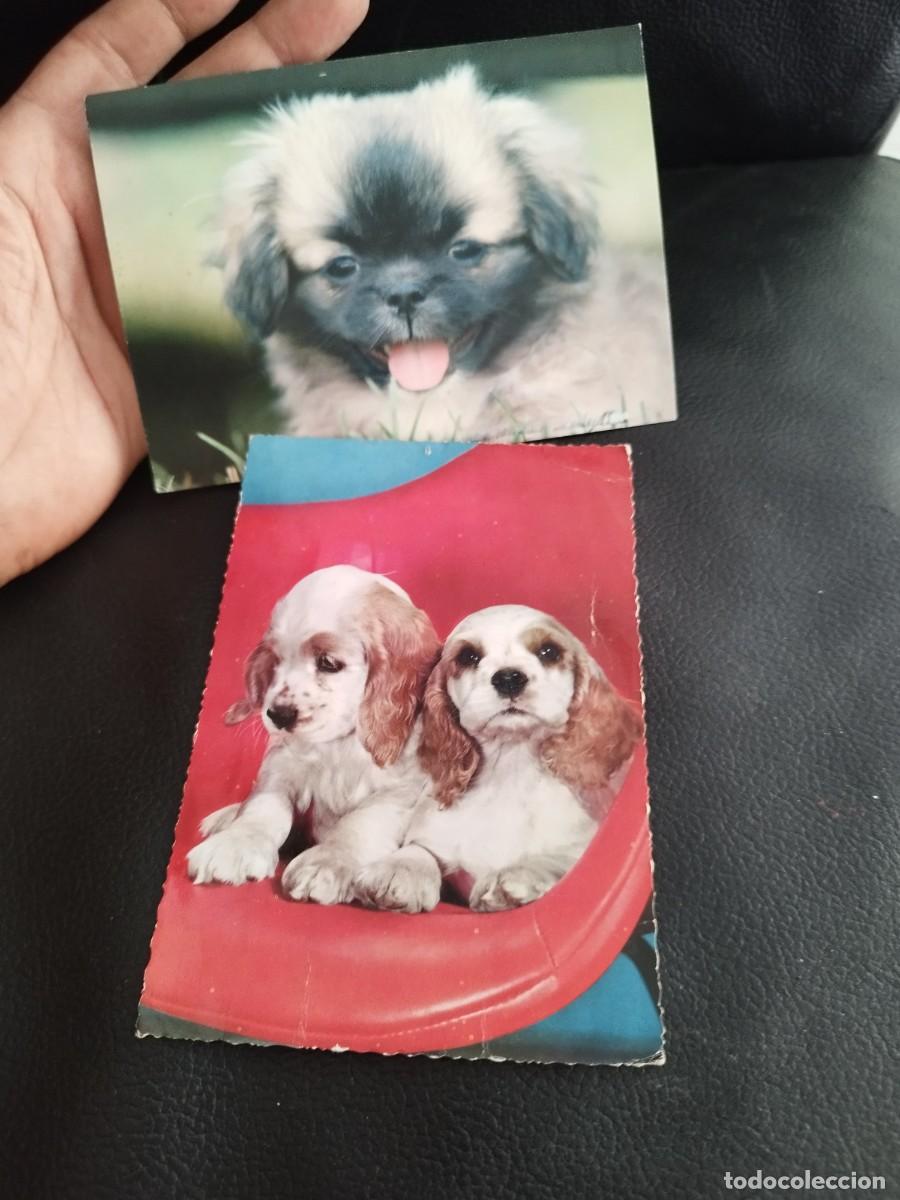 Postales: Dos tarjetas postales de cachorros de perros.