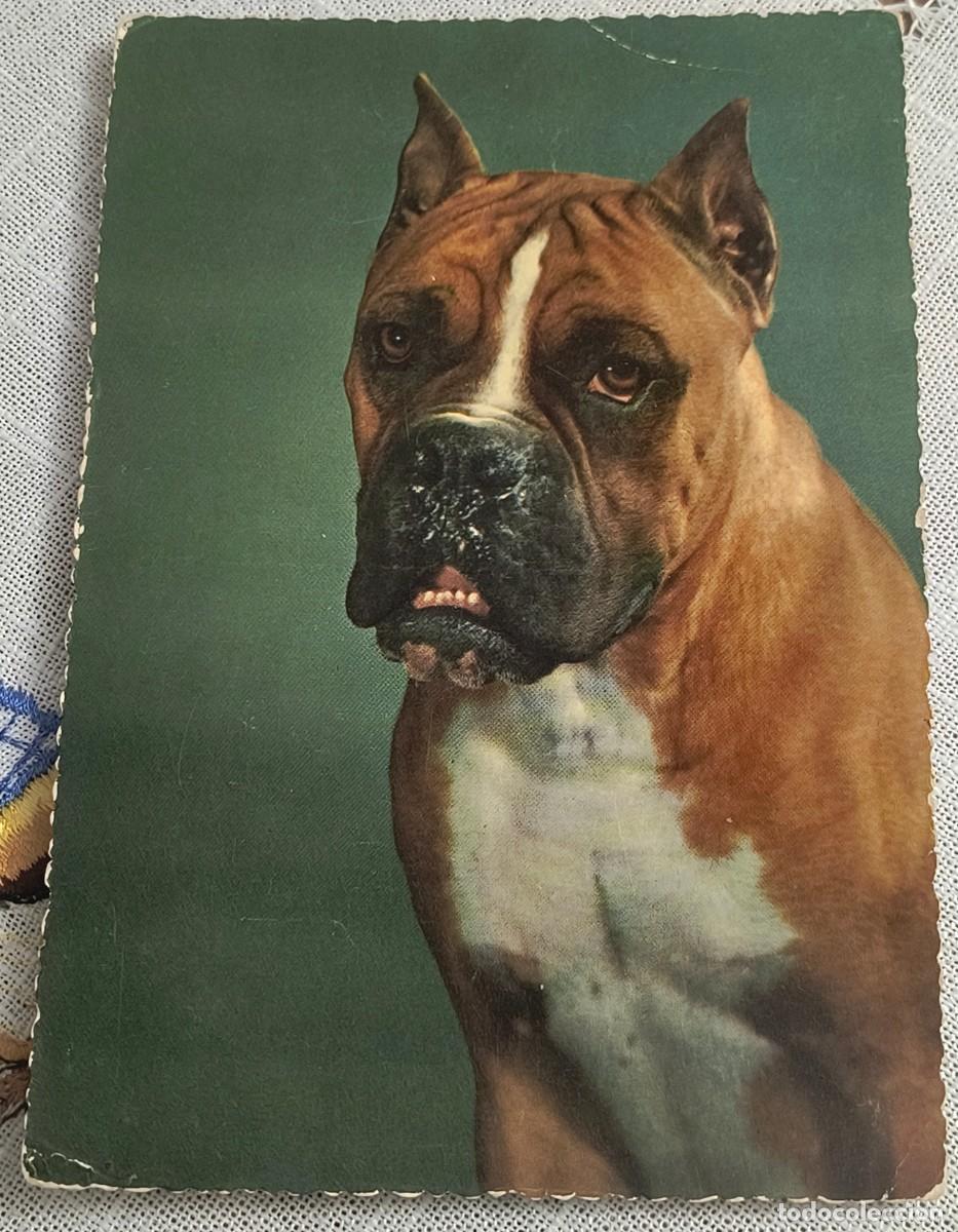 Postales: POSTAL | PERRO BOXER - SIN CIRCULAR - Foto 1