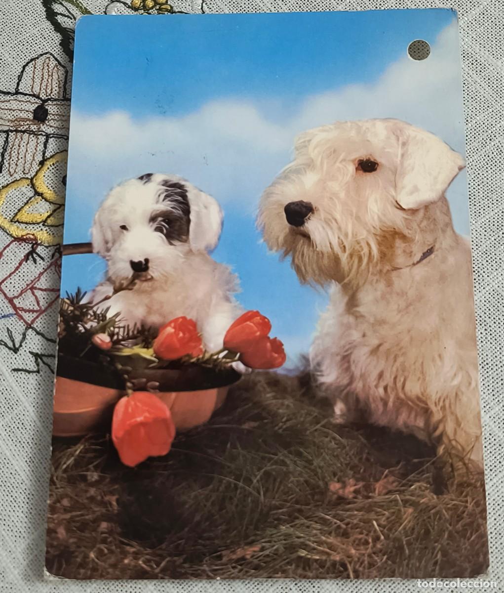 Postales: POSTAL | PERROS CON FLORES - COLECCI&Oacute;N PERLA 173/4 / CIRCULADA