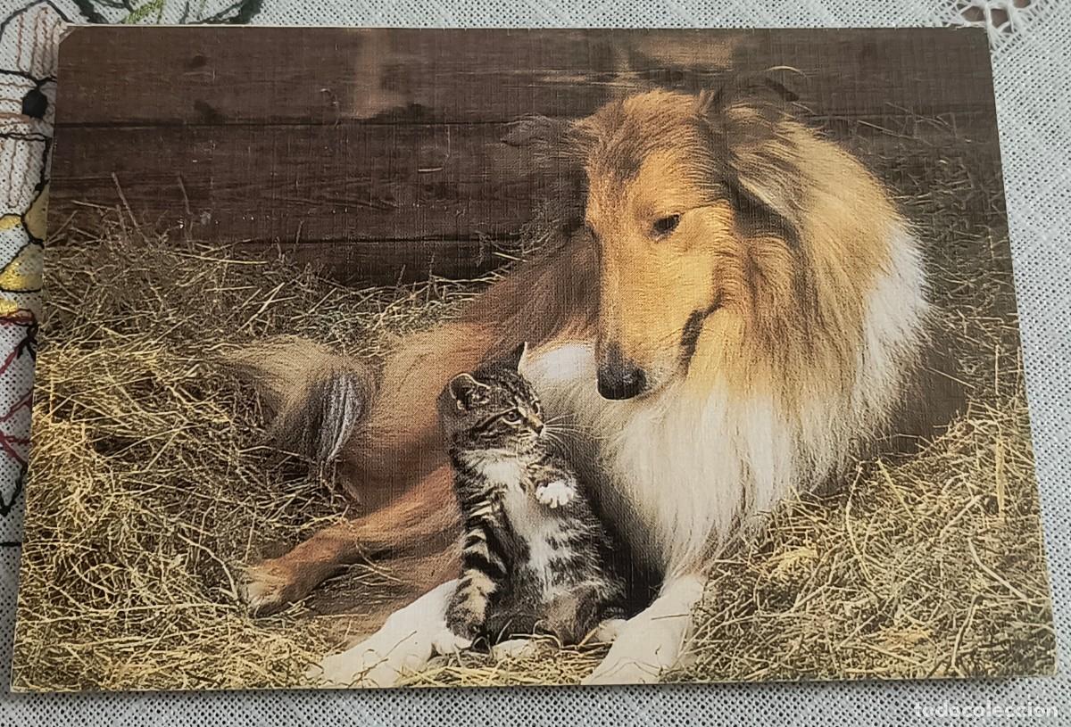 Postales: POSTAL | PERRO CON GATITO / EDITIONS VIKINGO 2088/3