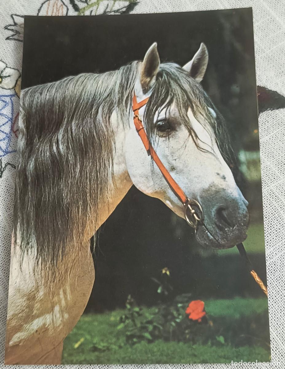 Postales: POSTAL | CABALLO - CYZ 7895-B - Foto 1