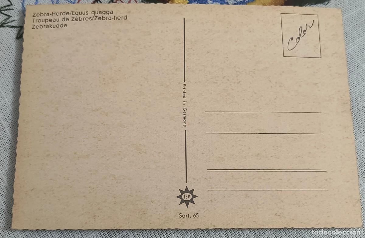 Postales: POSTAL | CEBRAS / SIN CIRCULAR - Foto 2