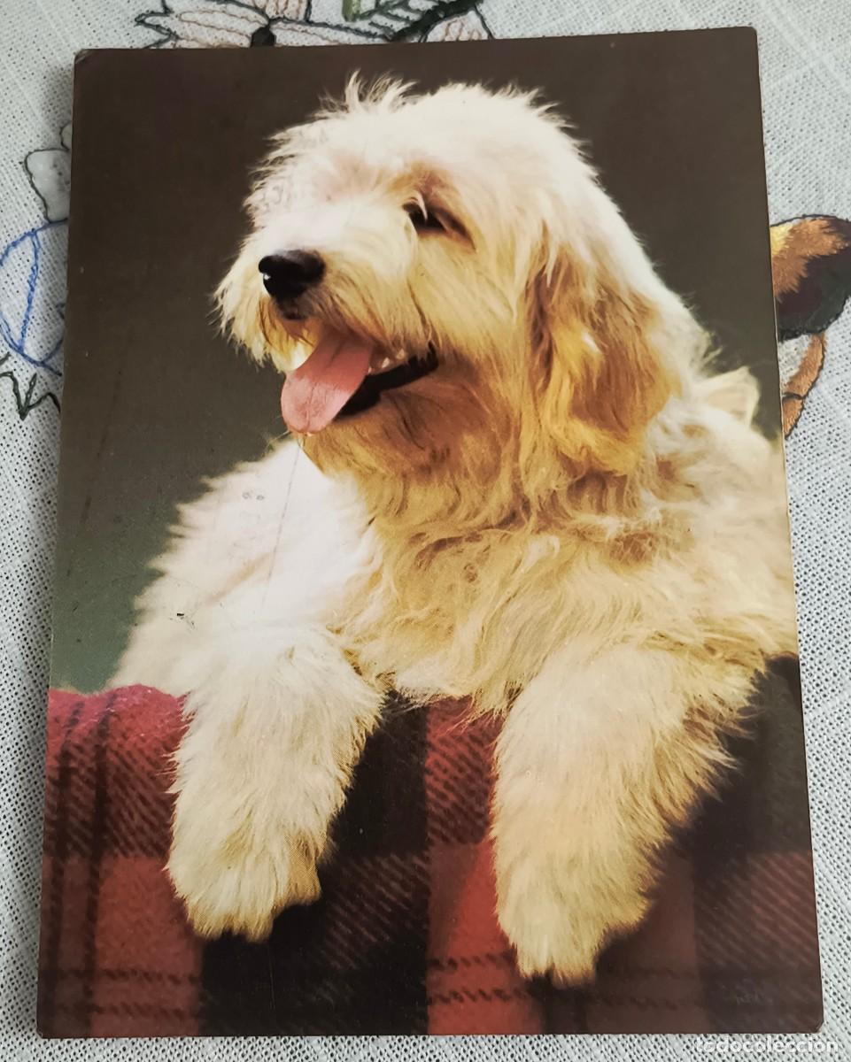 Postales: POSTAL | PERRO BLANCO - COLECCI&Oacute;N PERLA 220/3