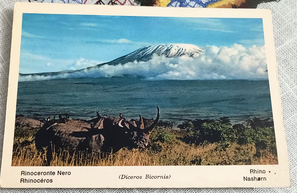 Postales: POSTAL | RINOCERONTE NEGRO