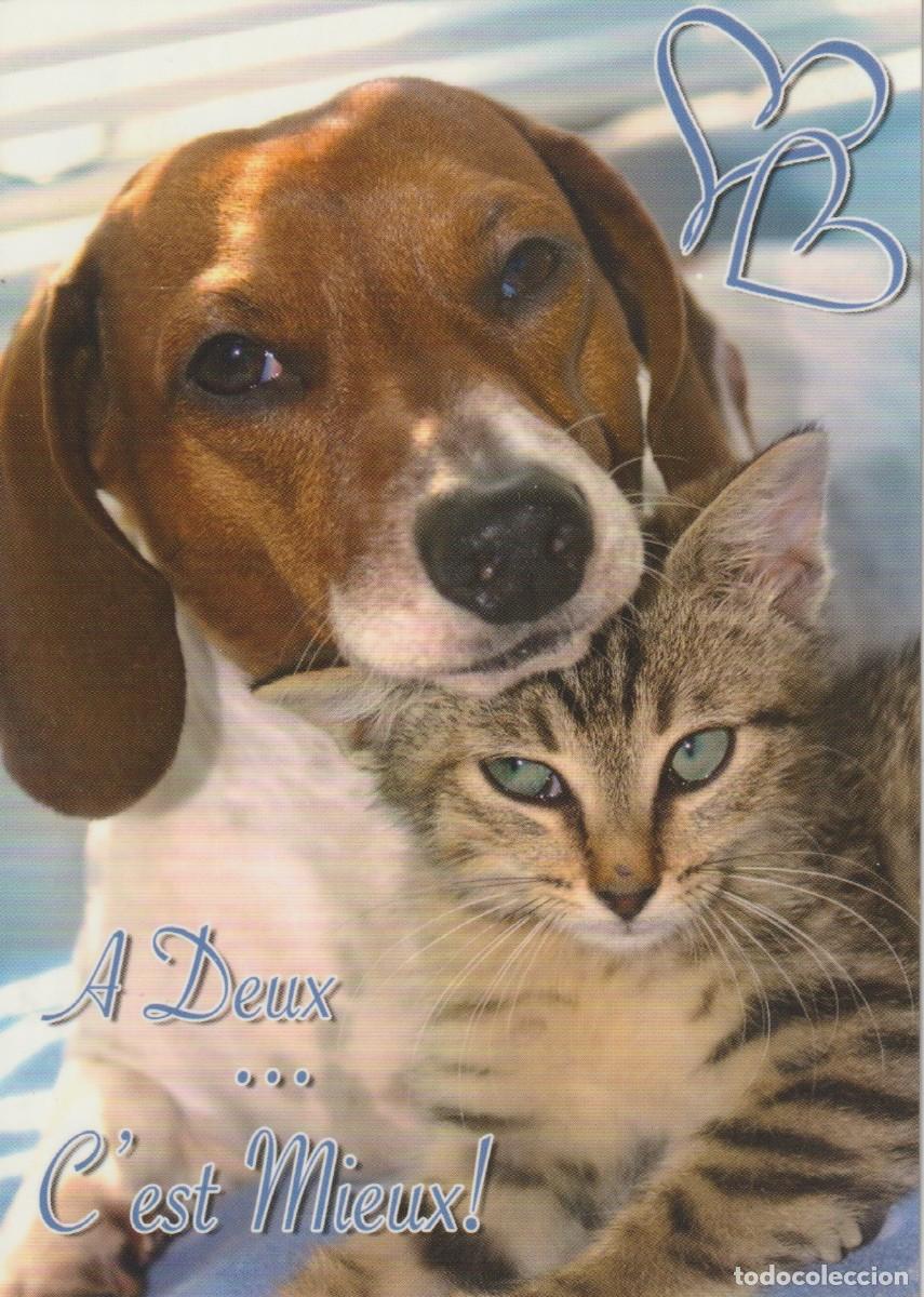 Postales: GATO Y PERRO, ES MEJOR JUNTOS... SIN CIRCULAR