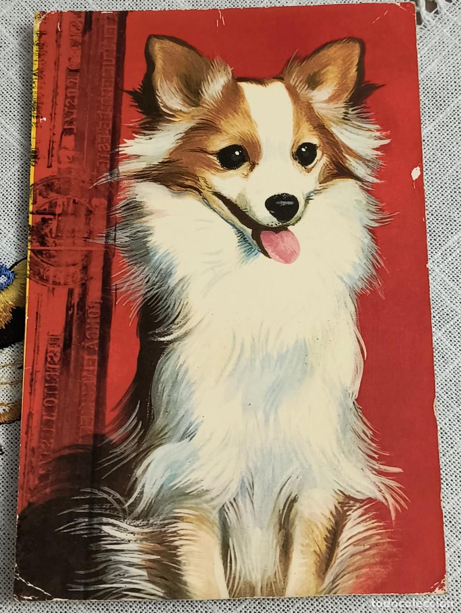 Postales: POSTAL | PERRITO FELIZ / BERGAS - CIRCULADA