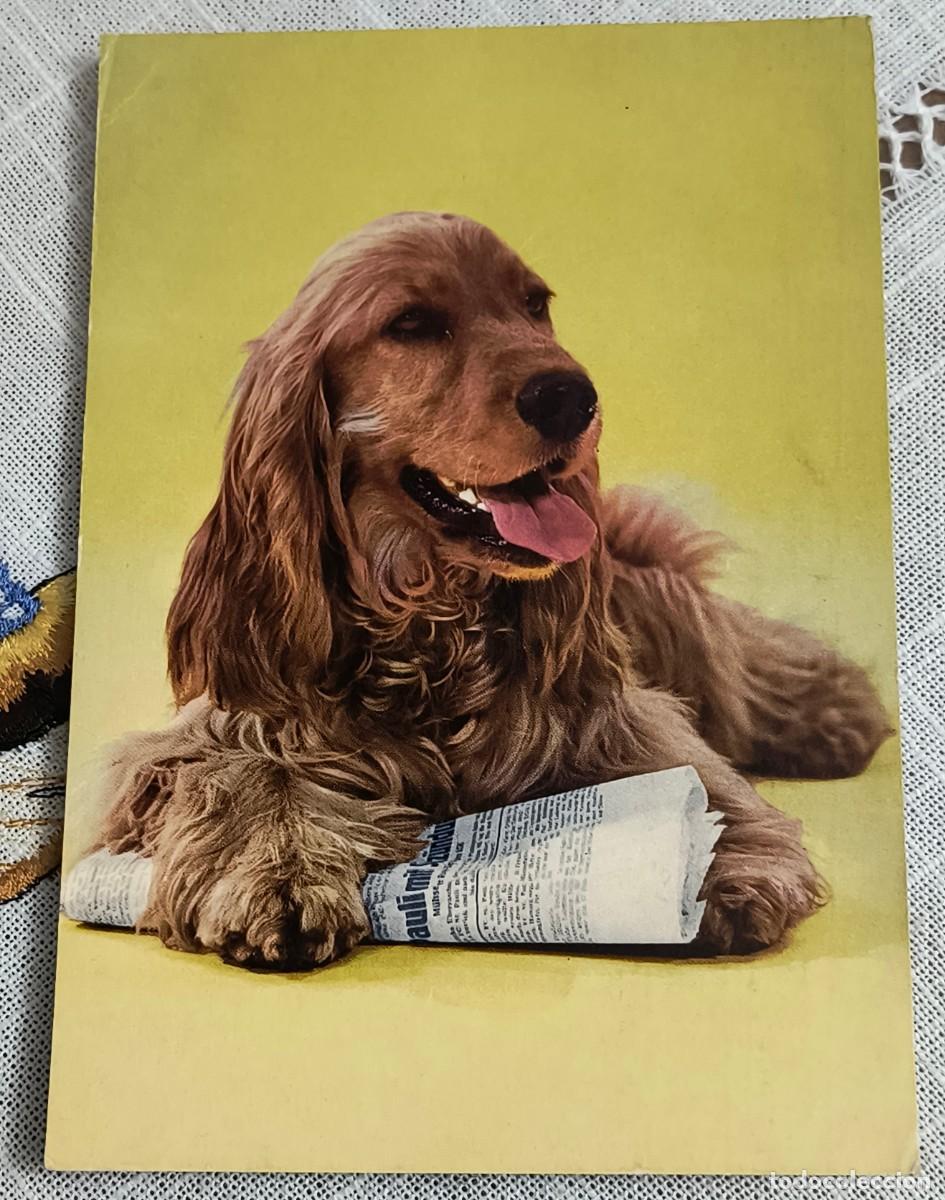 Postales: POSTAL | PERRITO CON PERI&Oacute;DICO - Foto 1