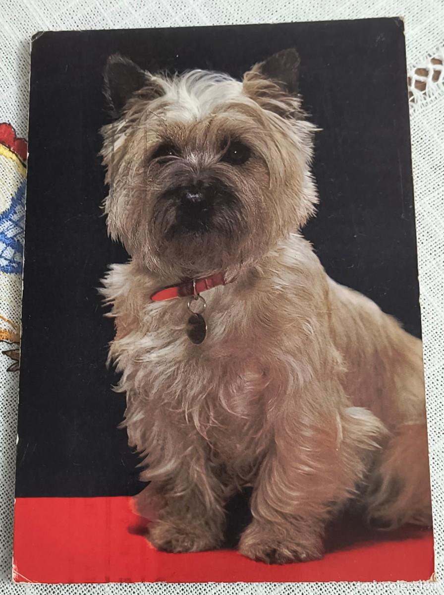 Postales: POSTAL | PERRITO - CYZ 7465/31-C