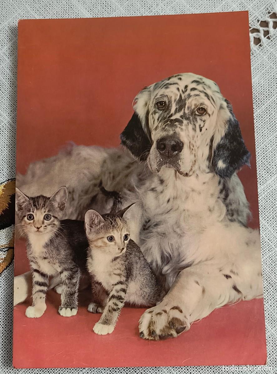 Postales: POSTAL | PERRO CON GATITOS / VIKINGO