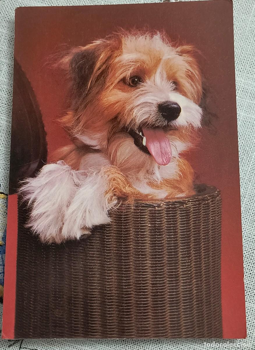 Postales: POSTAL | PERRITO EN CESTA / CyZ 7664/29-D