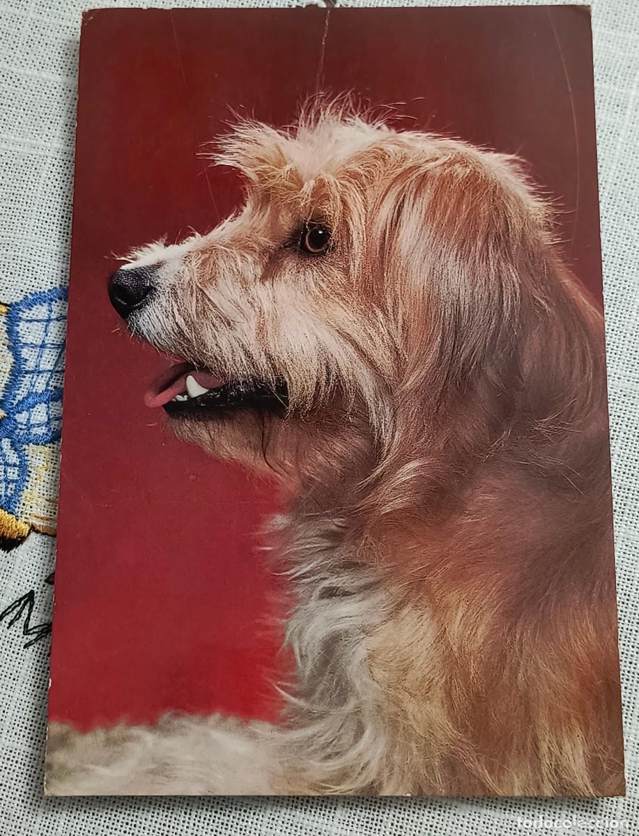 Postales: POSTAL | PERRITO / CYZ 7664/29-A - Foto 1