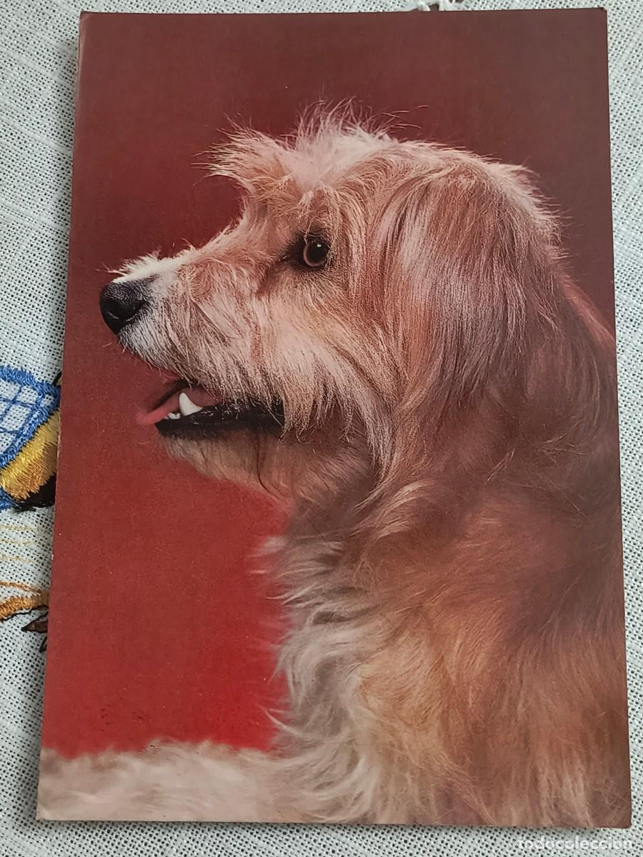 Postales: POSTAL | PERRITO / CYZ 7664/29-A (2)