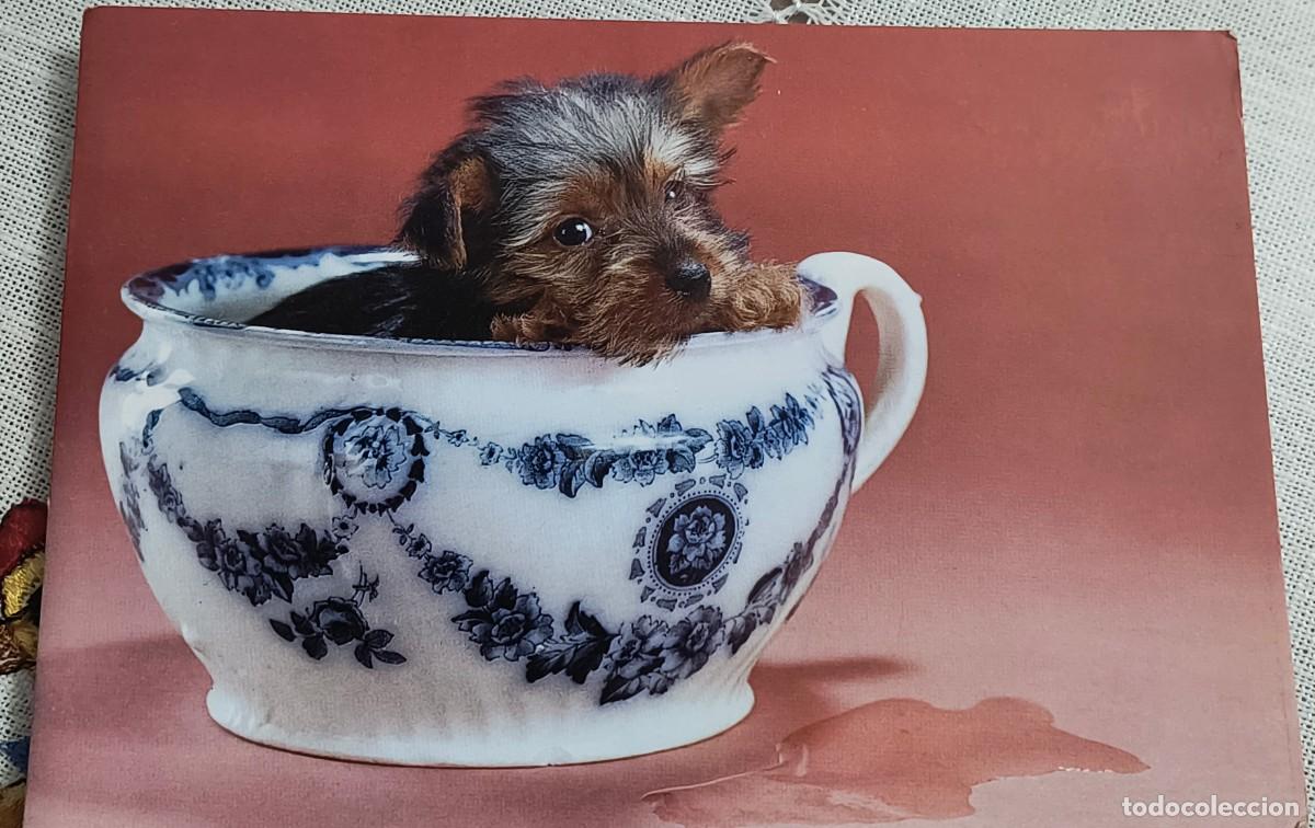 Postales: POSTAL | PERRITO EN TAZA